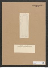 Diatomeae indet. Zeichnungen Sammlung Grunow Nr. 2590 (NHMW-BOT-W0369781)